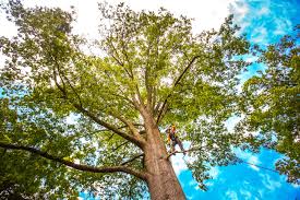 Seffner, FL Tree Removal Company