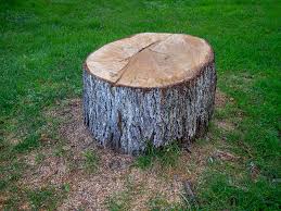 How Our Tree Care Process Works  in  Seffner, FL
