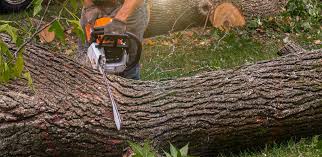 Best Tree Trimming and Pruning  in Seffner, FL