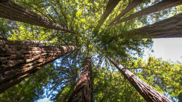 Best Tree Preservation Services  in Seffner, FL