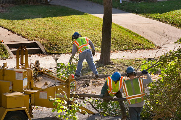 Best Stump Grinding and Removal  in Seffner, FL