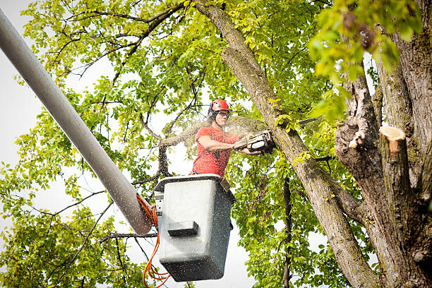 Best Storm Damage Tree Cleanup  in Seffner, FL
